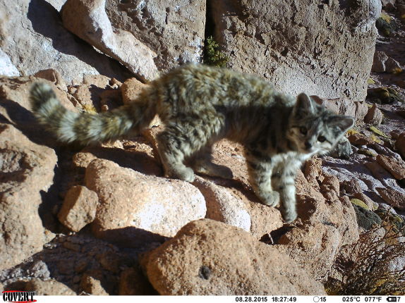 FOTO| Inédito hallazgo de un gato andino y su cría en el altiplano